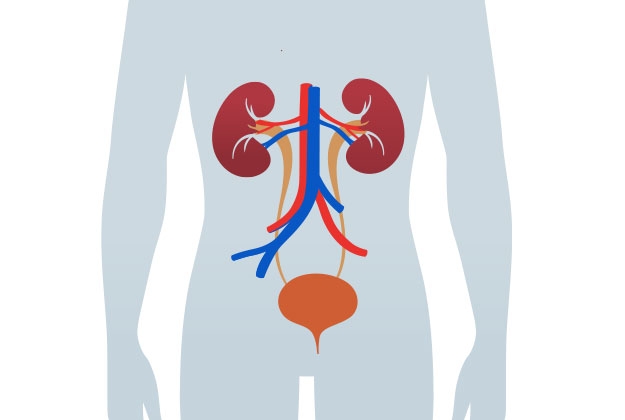 How the kidneys work 